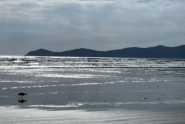 Kapiti Private Tour in Tesla SUV