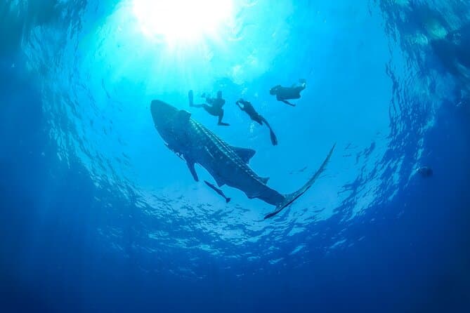 Unforgettable Whale Shark Snorkeling Tours in Punta Sam