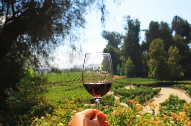 New Experience Concha y Toro Winery Tour from Santiago