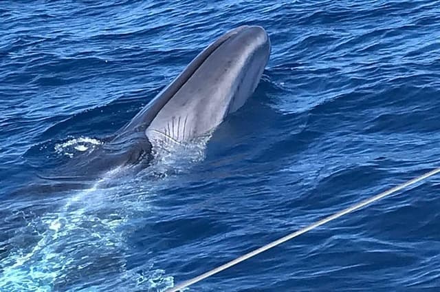 3-hour Whale and Dolphin Watching and Listening Tour