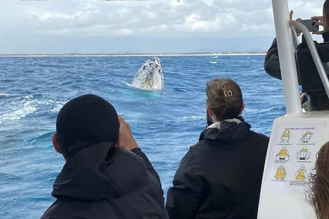 Best Whale Watching Cruises: Noosa & Sunshine Coast