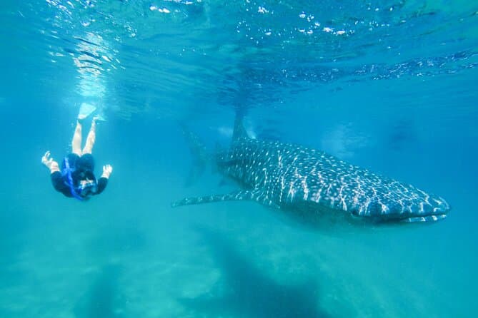 Best Whale Watching Tours in San Jose del Cabo
