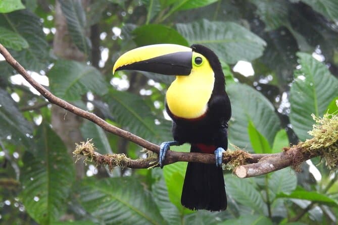 Best Bird Watching Tours in Mindo: Quito's Nature Escape