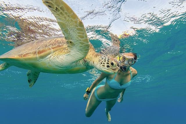 Turtle Snorkeling and Dole Plantation Guided Tour In Oahu