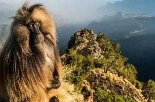 Day Trek to Simien Mountain