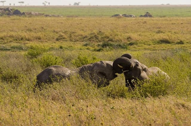 1 Day Trip Tarangire National Park