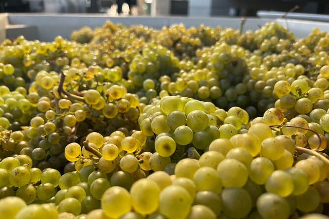 Portland to Willamette Valley: Wine Tasting Day