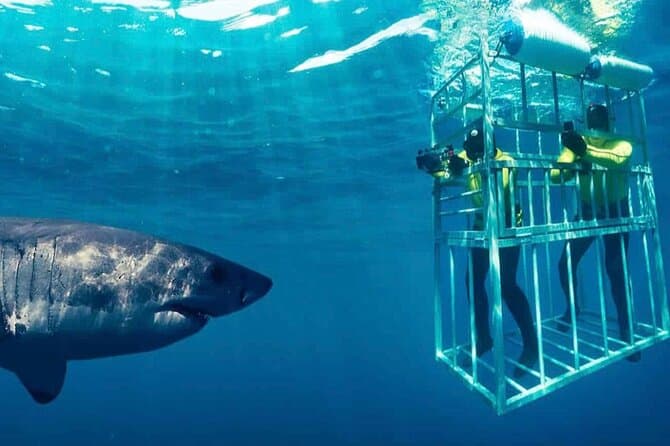 Book Great White Shark Cage Tours in Cape Town