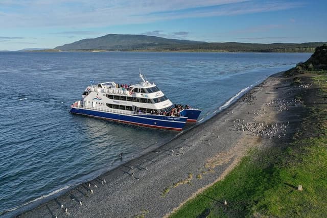 Martillo Island: Boat Trip to the Penguin Colony & Beagle Channel
