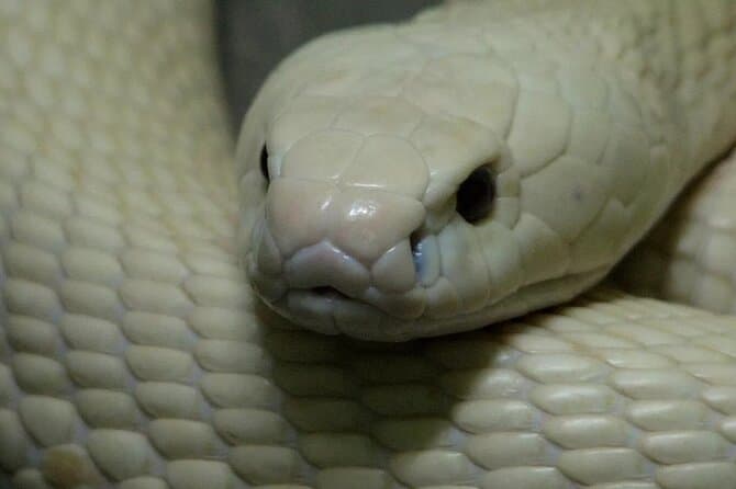 Compare Top Le Mat Snake Village Tours