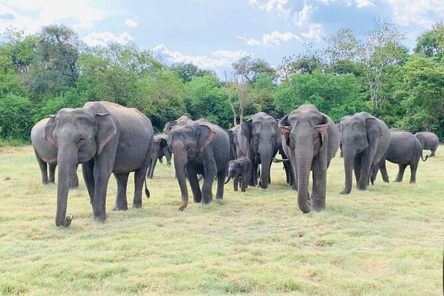 Minneriya Half Day Safari from habarana