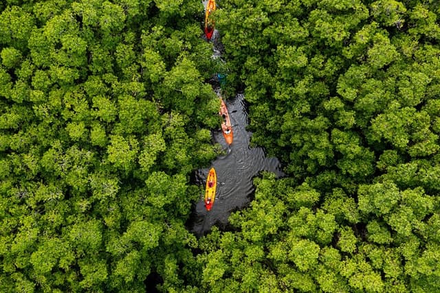 SoCoHo Eco Kayak and Snorkel Tour