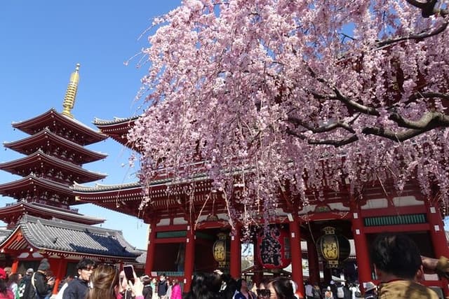 Private Tokyo with Exceptional Guide Tailored to Your Needs