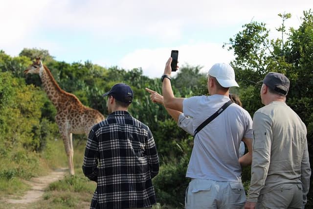 Giraffe Tracking 4x4 Safaris