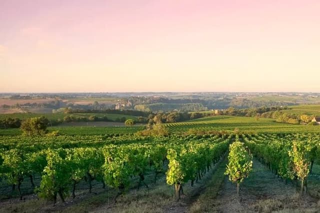 Côte de Nuits Half Day Wine Tour from Dijon