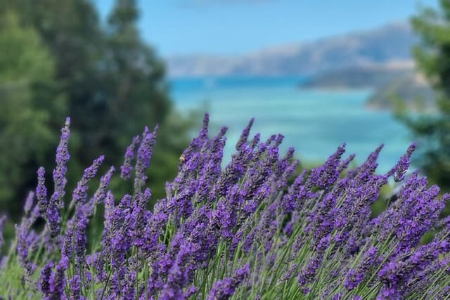 Akaroa Lavender Seasonal Guided Tour Experience
