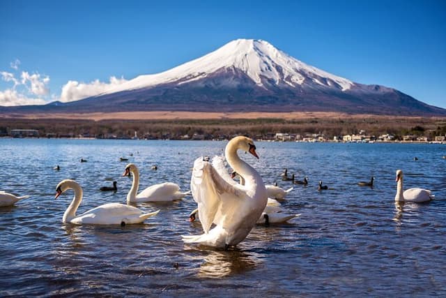 Mt Fuji Kawaguchi/Hakone/Yokohama Tokyo customize private car