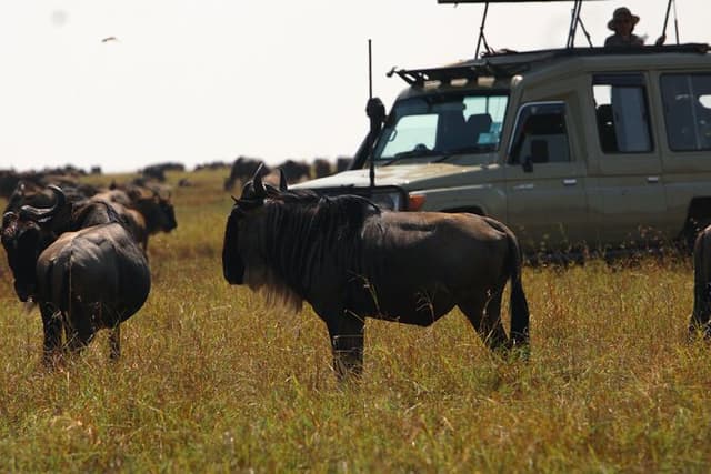 3 Days Masai Mara Group Joining Budget Safari