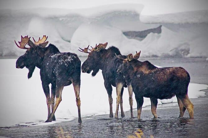 Yellowstone Winter Wildlife Safari from Bozeman