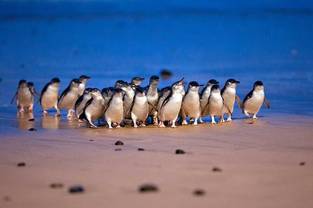 Phillip Island Penguins and Moonlit Sanctuary Private Day Tour