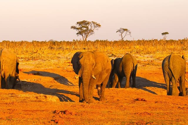 Hwange Full Day Safari