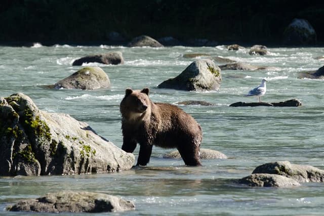 4 hours Chilkoot Lake Nature and Wildlife Viewing
