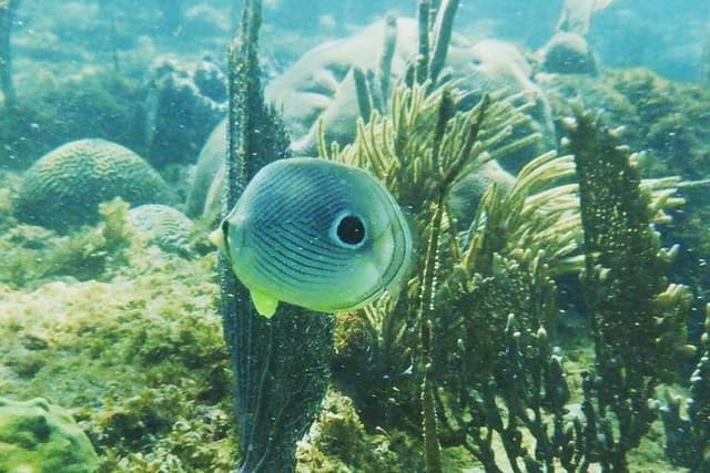 Rincon Snorkeling Adventure