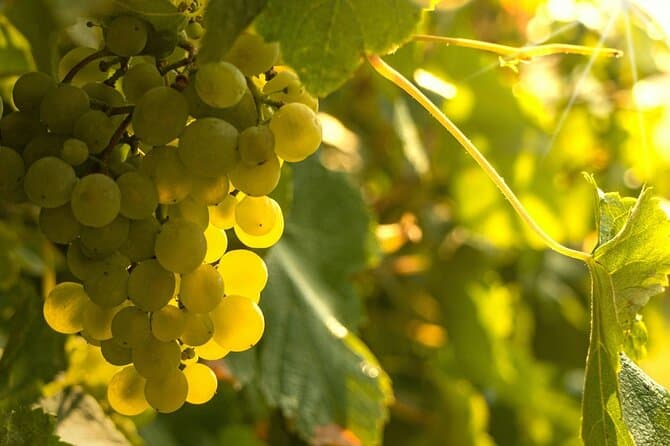 Best Vinho Verde Wine Tasting Tours in Porto