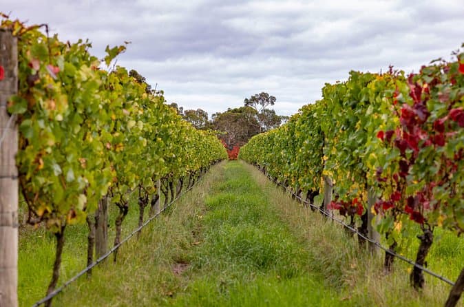Compare Top-Rated Wine Tours