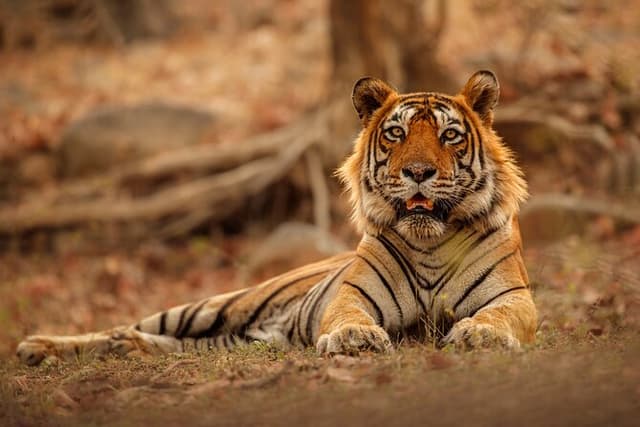 Day Trip from Jaipur to Ranthambore Safari
