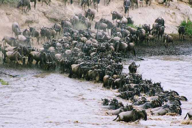 Unforgettable Masai Mara Migration Safaris from Nairobi