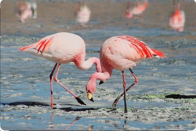 Birds Lovers At West Coast Western Cape