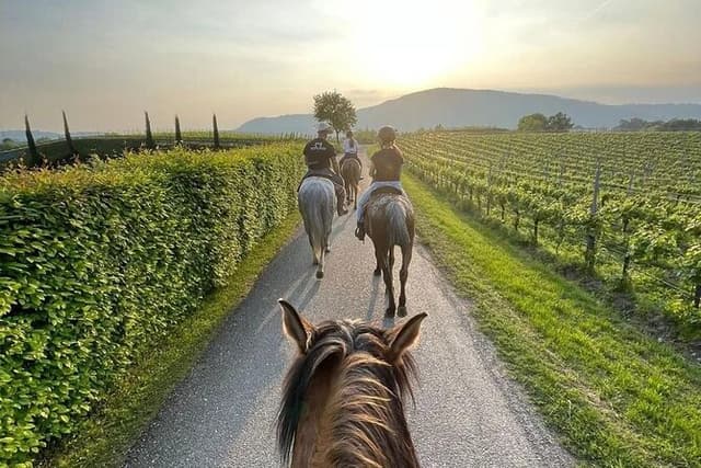 Private Tour of the Vineyards in Verona with Wine Tasting