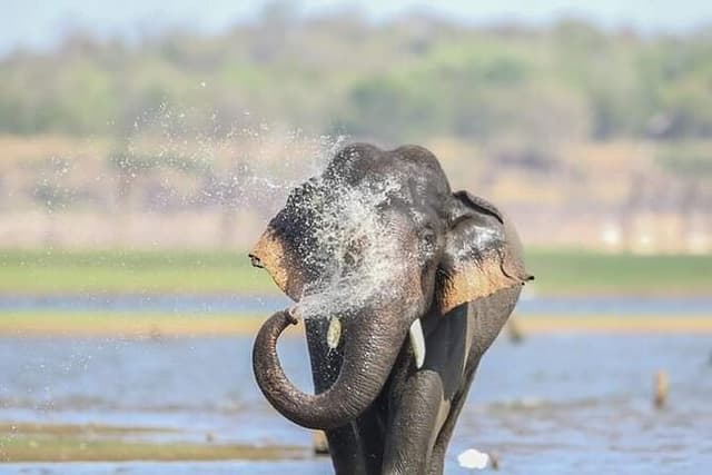 Minneriya National Park Safari [private , full package]