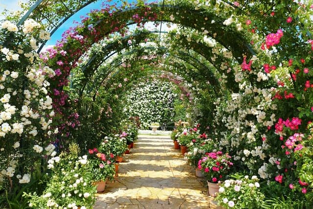 Day Trip Ashikaga Flower Park by Private Car from Tokyo