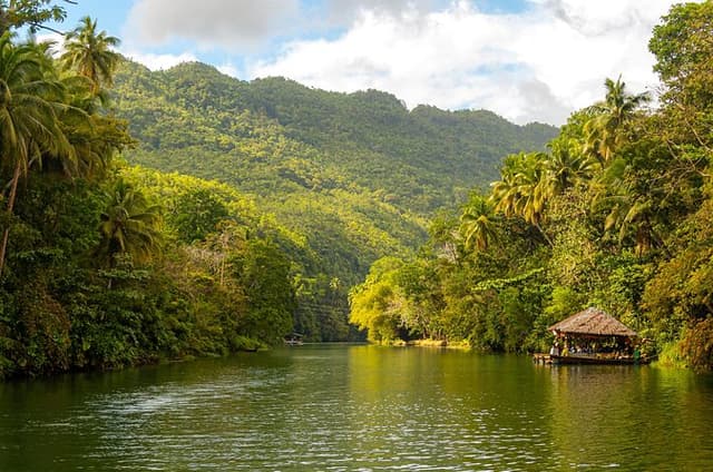 Bohol Whaleshark Watching with Loboc River Lunch 
