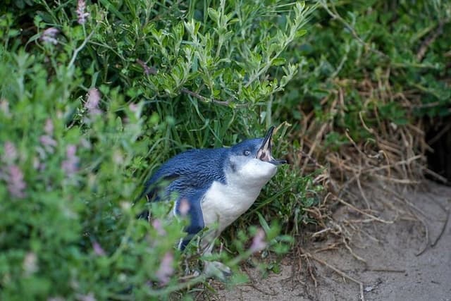 Full-day Melbourne City Sightseeing with Penguin Parade