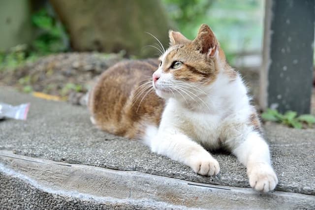 【Incl. Train Experience】Shifen & Houtong Cat Village & Jiufen