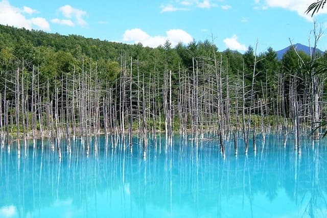 【Promotion & Private Car】Asahiyama Zoo, Blue Pond, Shirahige Falls, Ningle Terrace (from Sapporo)