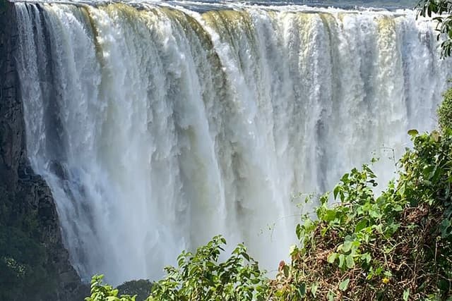 Guided Tour of the Falls Rainforest