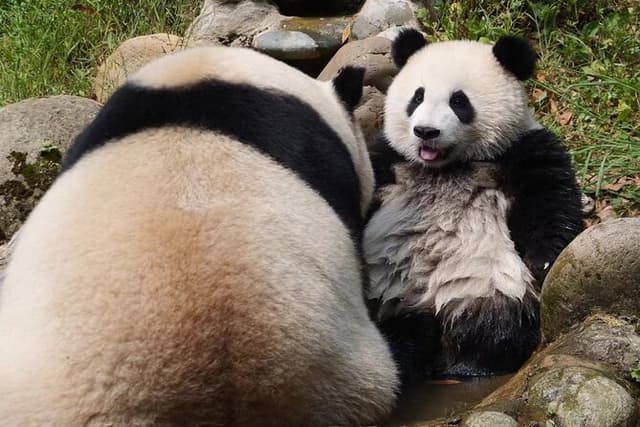 Dujingyan Panda tour option Giant panda or Red Panda Keeper