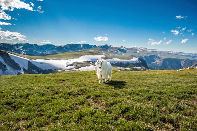 Beartooth Highway Private Tour