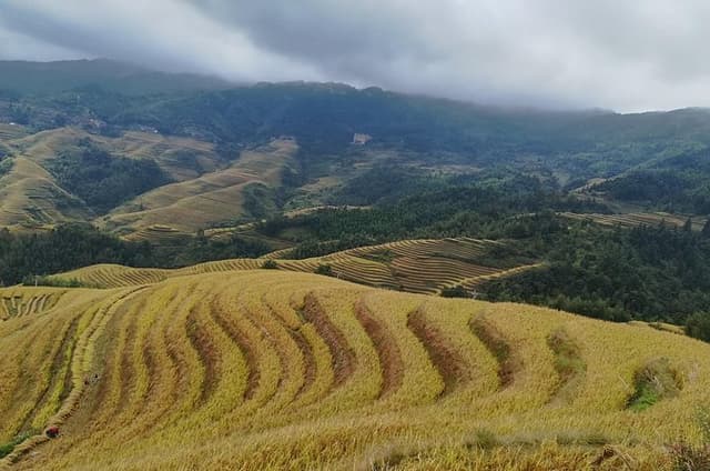 Guilin: Longji Rice Terraces – Dazhai & Pingan Day Tour