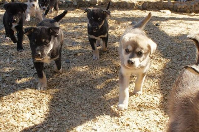 Denali Husky Sled Dog Experience & Local Brewery Visit
