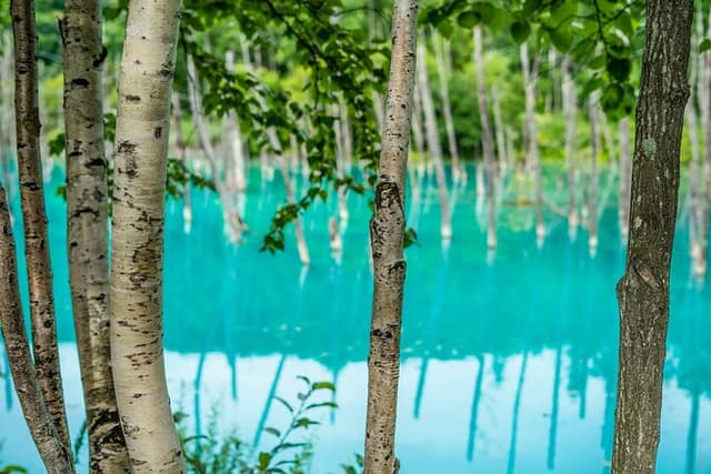 Private Day Trip to Asahiyama Zoo and Biei Blue Pond