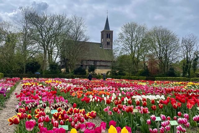 Private half day Tulip & Windmill Tour(non touristy)