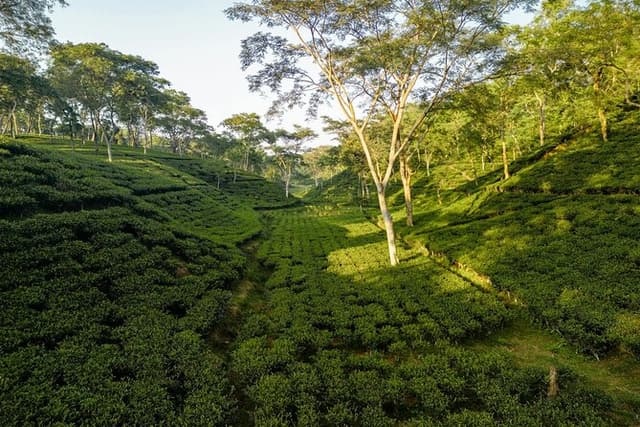 Bagdogra to Darjeeling transfer