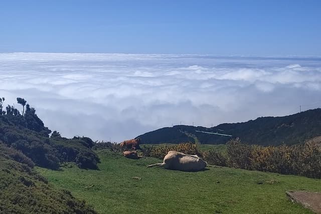 Majestic West Tour and Fanal Forest