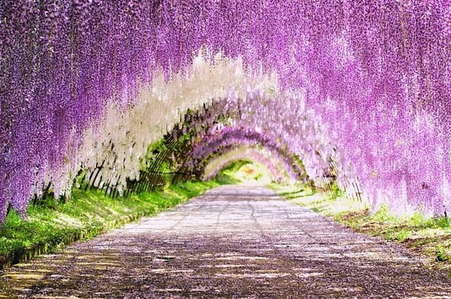 Kawachi Wisteria Garden and Munakata Gastronomy 1Day Private Tour