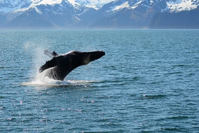 Half day Spring Resurrection Bay & Wildlife Tour from Seward
